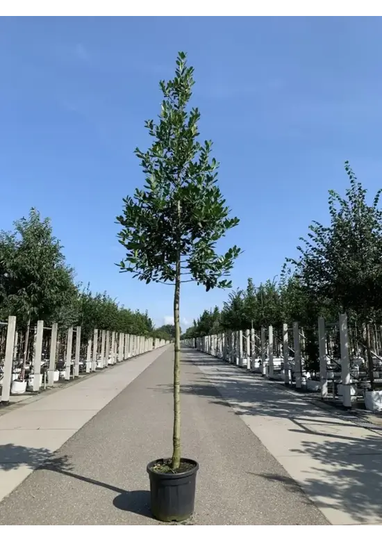 Ilex Baum Nellie R.Stevens | Ilex mutchagara 'Nellie R.Stevens'
