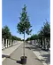 Ilex Baum Nellie R.Stevens | Ilex mutchagara 'Nellie R.Stevens'