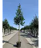 Ilex Baum Nellie R.Stevens | Ilex mutchagara 'Nellie R.Stevens'