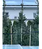 Ilex Baum Nellie R.Stevens | Ilex mutchagara 'Nellie R.Stevens'