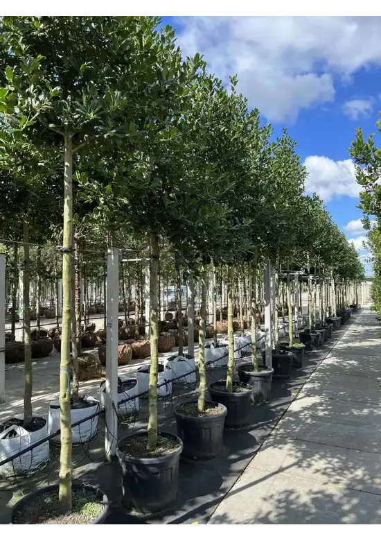 Ilex Baum Nellie R.Stevens | Ilex mutchagara 'Nellie R.Stevens'