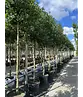 Ilex Baum Nellie R.Stevens | Ilex mutchagara 'Nellie R.Stevens'