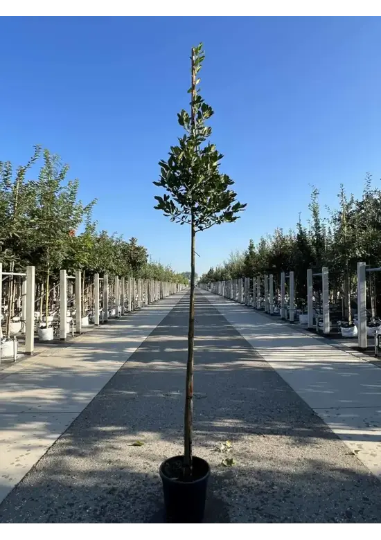 Ilex Baum Nellie R.Stevens | Ilex mutchagara 'Nellie R.Stevens'