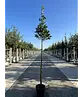 Ilex Baum Nellie R.Stevens | Ilex mutchagara 'Nellie R.Stevens'
