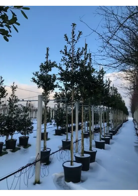 Ilex Baum Nellie R.Stevens | Ilex mutchagara 'Nellie R.Stevens'