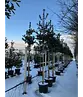 Ilex Baum Nellie R.Stevens | Ilex mutchagara 'Nellie R.Stevens'