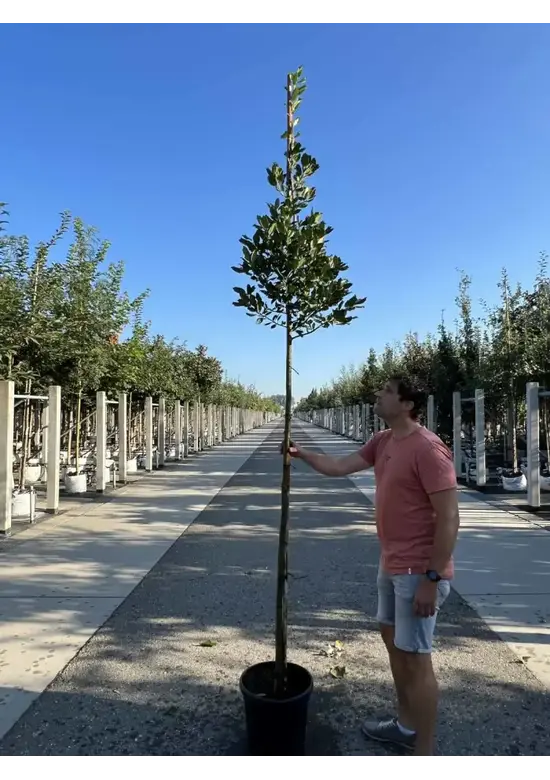 Ilex Baum Nellie R.Stevens | Ilex mutchagara 'Nellie R.Stevens'