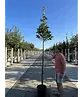 Ilex Baum Nellie R.Stevens | Ilex mutchagara 'Nellie R.Stevens'