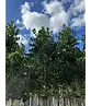 Ilex Baum Nellie R.Stevens | Ilex mutchagara 'Nellie R.Stevens'