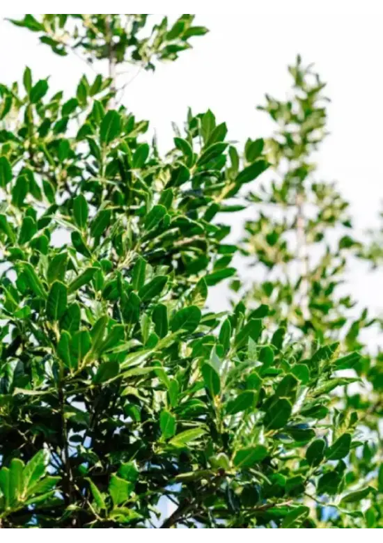 Ilex Baum Nellie R.Stevens | Ilex mutchagara 'Nellie R.Stevens'
