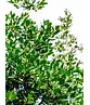 Ilex Baum Nellie R.Stevens | Ilex mutchagara 'Nellie R.Stevens'