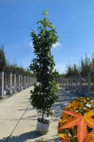 Säulen Amberbaum  | Liquidambar styraciflua 'Slender Silhouette'