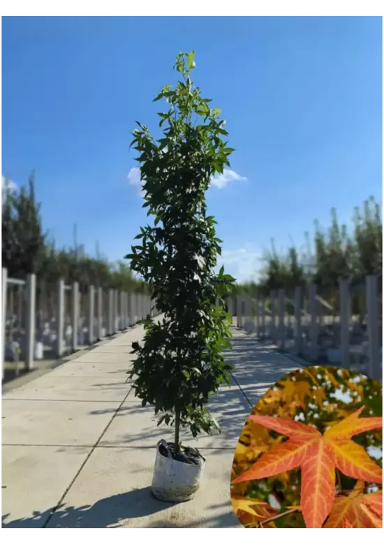 Säulen Amberbaum  | Liquidambar styraciflua 'Slender Silhouette'