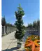 Säulen Amberbaum  | Liquidambar styraciflua 'Slender Silhouette'