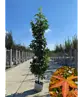 Säulen Amberbaum  | Liquidambar styraciflua 'Slender Silhouette'