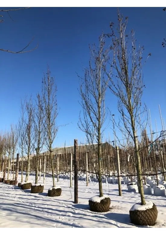 Säulen Amberbaum  | Liquidambar styraciflua 'Slender Silhouette'