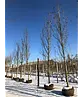 Säulen Amberbaum  | Liquidambar styraciflua 'Slender Silhouette'