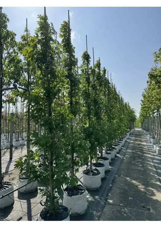 Säulen Amberbaum  | Liquidambar styraciflua 'Slender Silhouette'