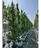 Säulen Amberbaum  | Liquidambar styraciflua 'Slender Silhouette'