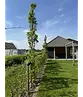 Säulen Amberbaum  | Liquidambar styraciflua 'Slender Silhouette'