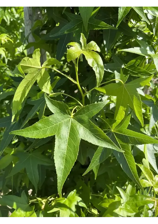 Säulen Amberbaum  | Liquidambar styraciflua 'Slender Silhouette'