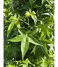 Säulen Amberbaum  | Liquidambar styraciflua 'Slender Silhouette'