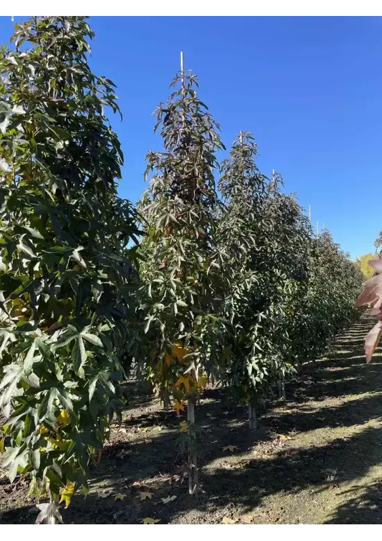 Säulen Amberbaum  | Liquidambar styraciflua 'Slender Silhouette'