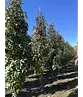 Säulen Amberbaum  | Liquidambar styraciflua 'Slender Silhouette'