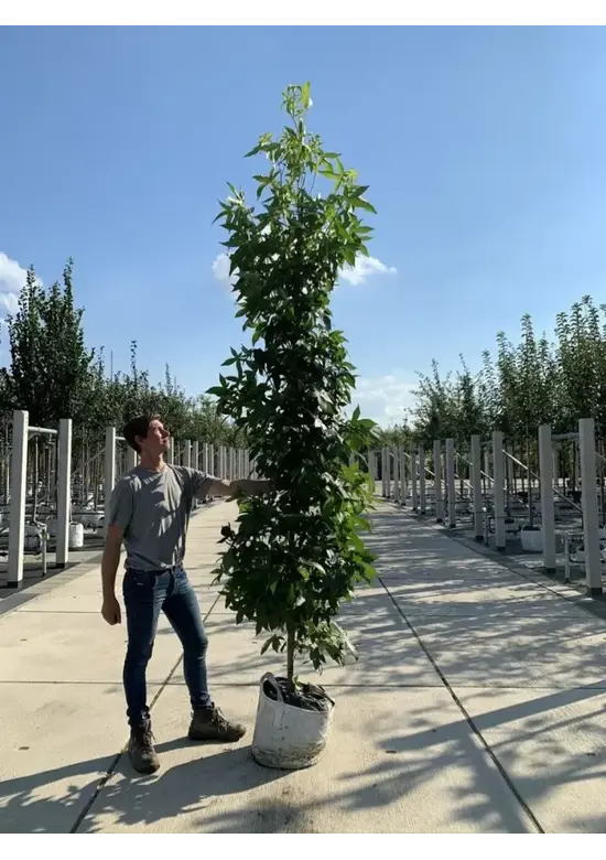 Säulen Amberbaum  | Liquidambar styraciflua 'Slender Silhouette'