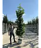 Säulen Amberbaum  | Liquidambar styraciflua 'Slender Silhouette'
