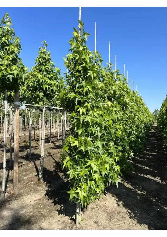 Säulen Amberbaum  | Liquidambar styraciflua 'Slender Silhouette'
