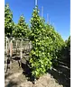 Säulen Amberbaum  | Liquidambar styraciflua 'Slender Silhouette'