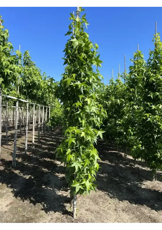Säulen Amberbaum  | Liquidambar styraciflua 'Slender Silhouette'
