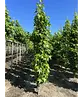 Säulen Amberbaum  | Liquidambar styraciflua 'Slender Silhouette'