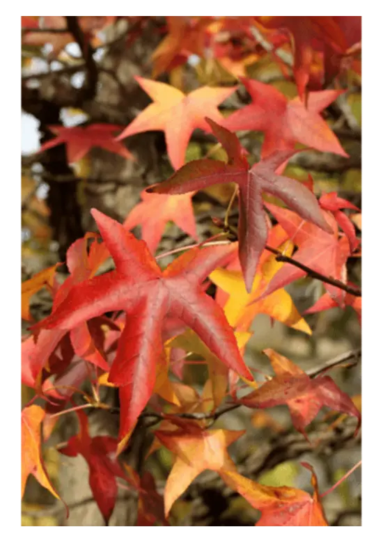 Amerikanischer Amberbaum | Liquidambar styraciflua