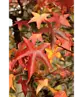 Amerikanischer Amberbaum | Liquidambar styraciflua