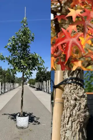Amerikanischer Amberbaum | Liquidambar styraciflua