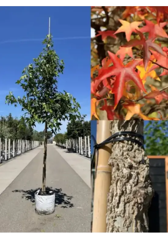 Amerikanischer Amberbaum | Liquidambar styraciflua