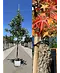 Amerikanischer Amberbaum | Liquidambar styraciflua
