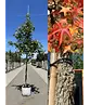 Amerikanischer Amberbaum | Liquidambar styraciflua