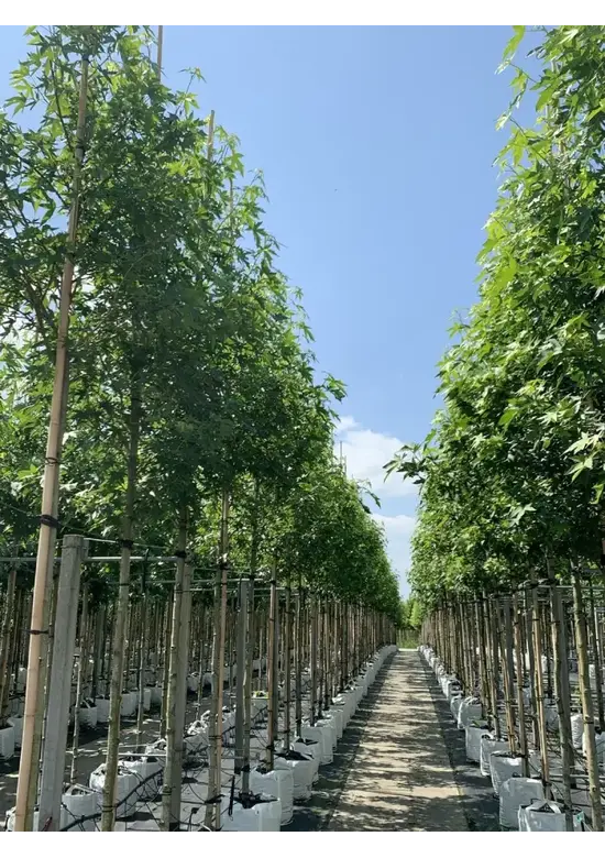 Amerikanischer Amberbaum | Liquidambar styraciflua
