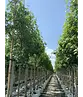 Amerikanischer Amberbaum | Liquidambar styraciflua