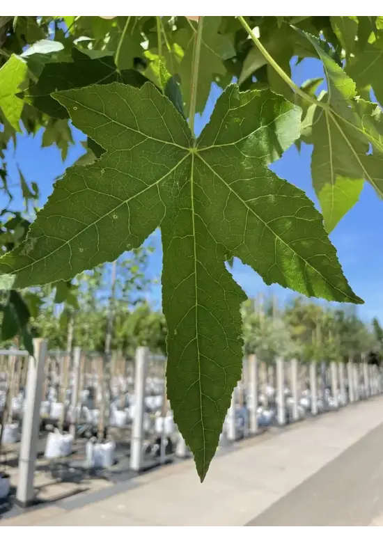 Amerikanischer Amberbaum | Liquidambar styraciflua