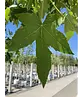 Amerikanischer Amberbaum | Liquidambar styraciflua
