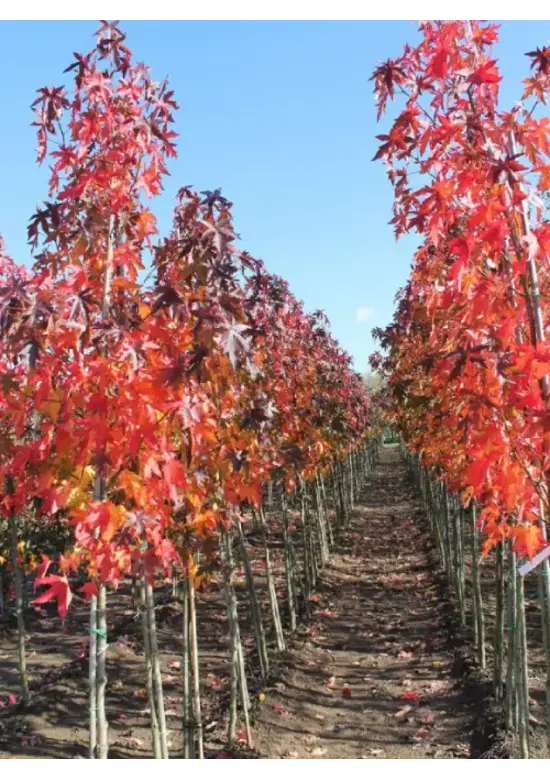 Amerikanischer Amberbaum | Liquidambar styraciflua