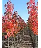 Amerikanischer Amberbaum | Liquidambar styraciflua