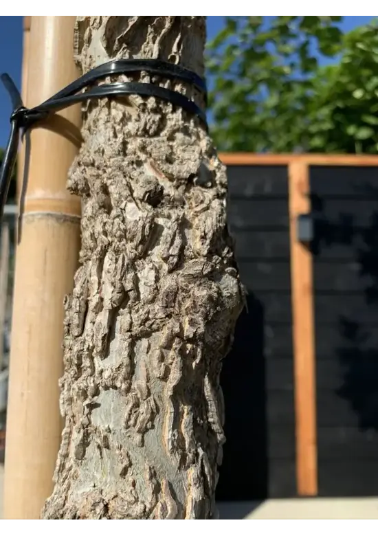 Amerikanischer Amberbaum | Liquidambar styraciflua