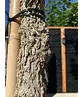 Amerikanischer Amberbaum | Liquidambar styraciflua