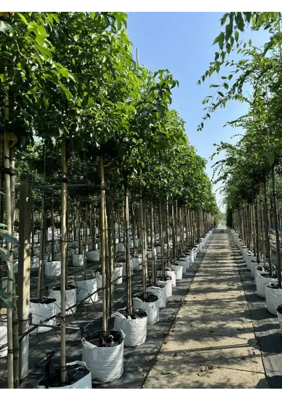 Amerikanischer Amberbaum | Liquidambar styraciflua