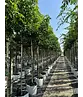 Amerikanischer Amberbaum | Liquidambar styraciflua